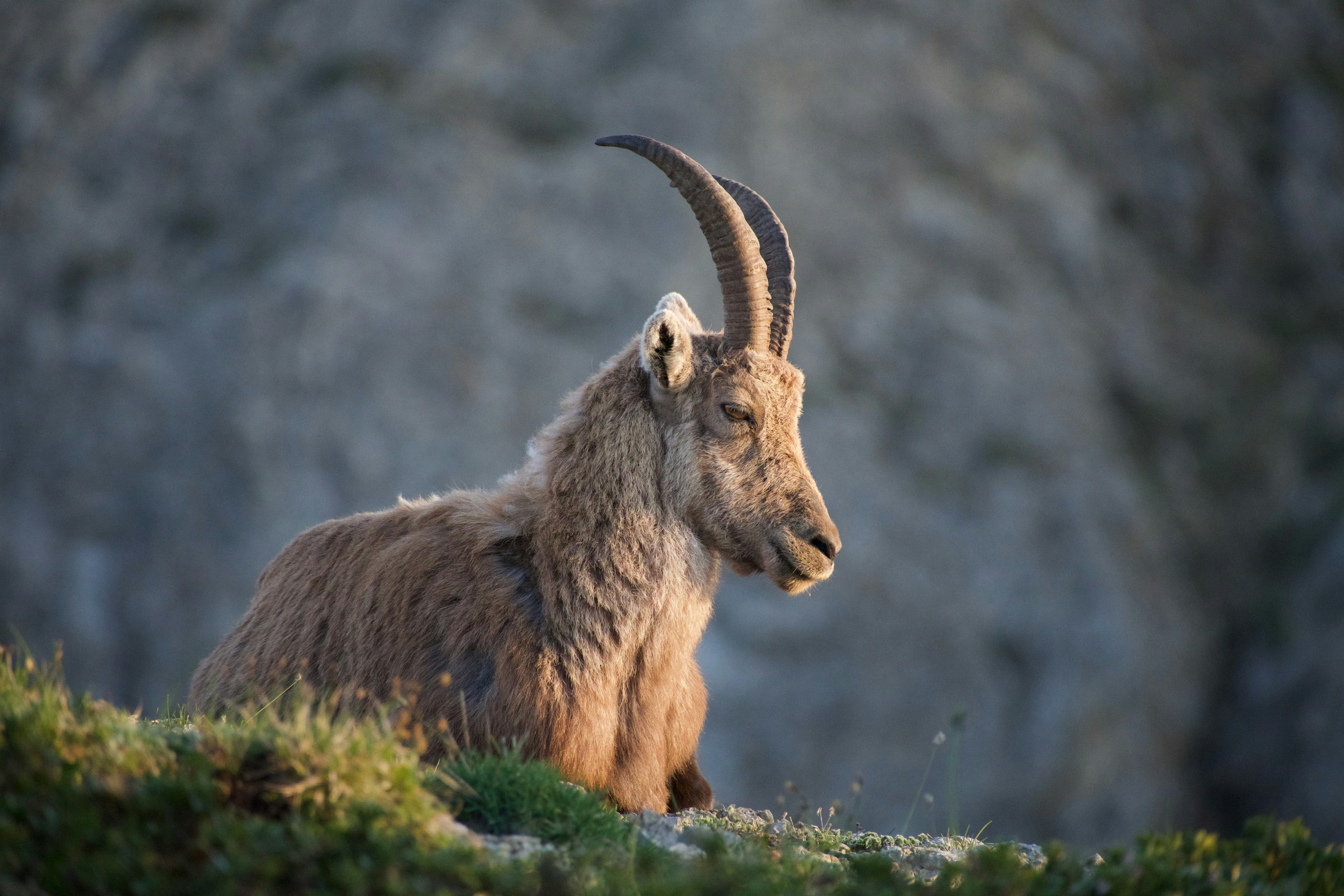 brown ram on green grass during daytime